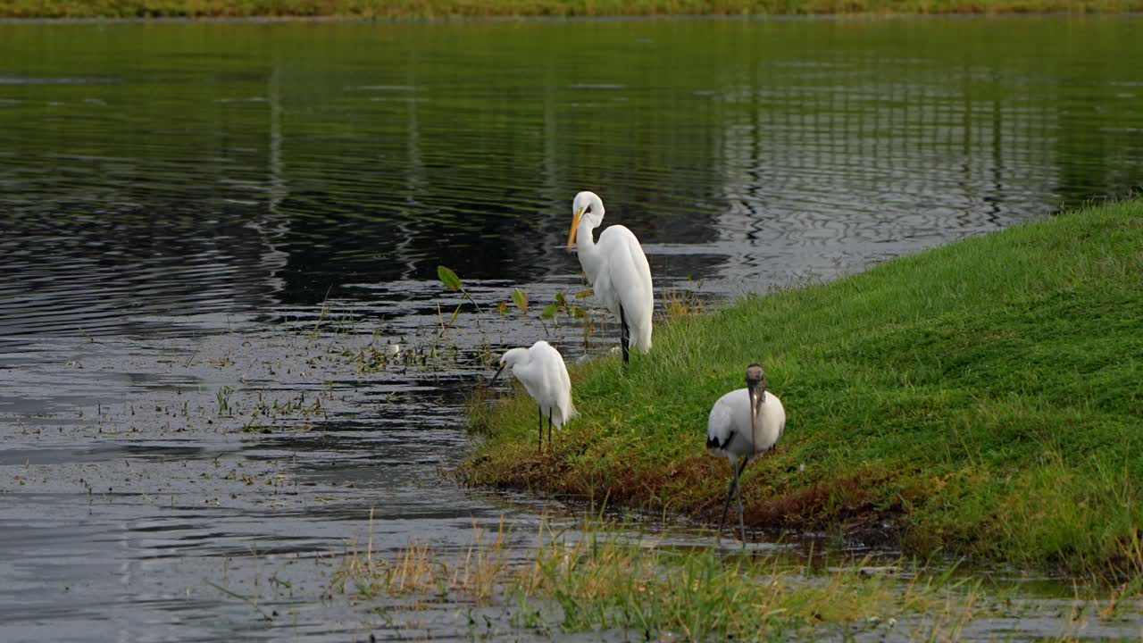 Great Egret, Snowy Egret, and Wood Stork together at a lake