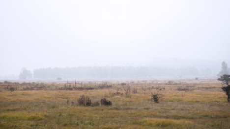 Grasbewachsene,-Windgepeitschte-Hochlandheide-An-Einem-Nebligen-Herbsttag,-Tschechien