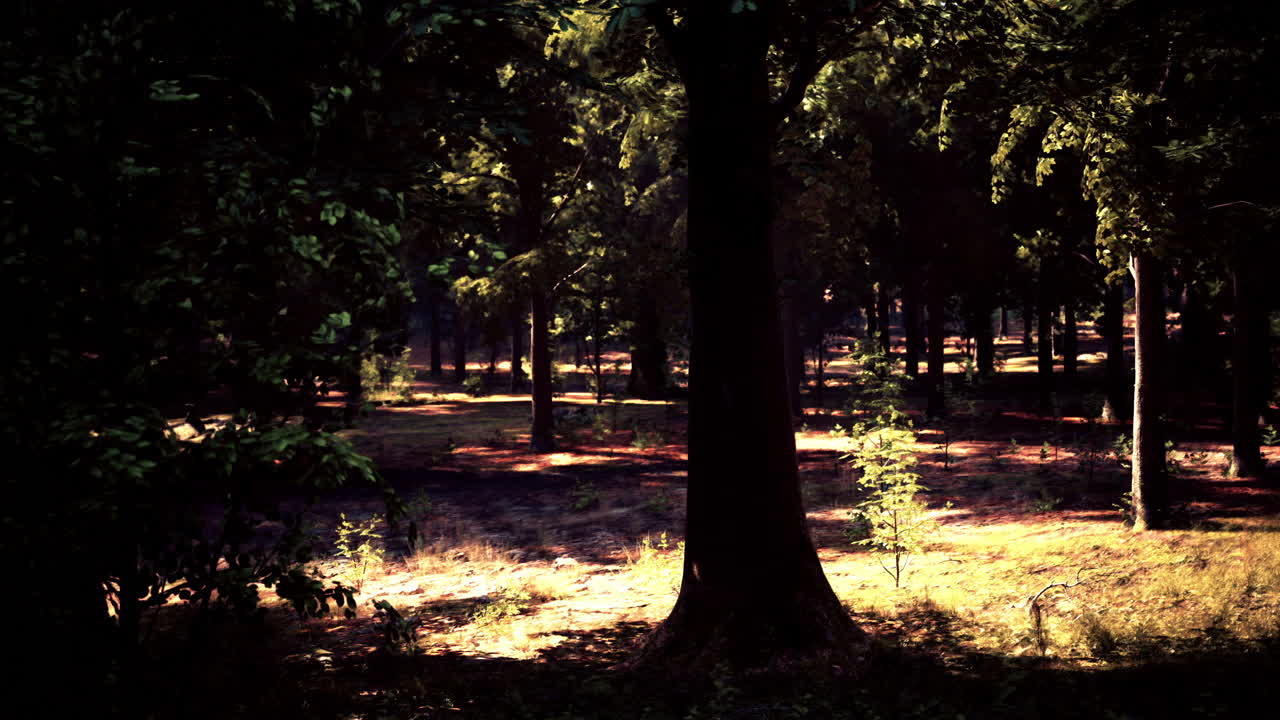 빛이 비치는 숲길