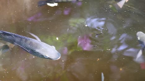 multiple fish glide through water filled with debris