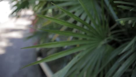 leaf getting in focus with manual focus