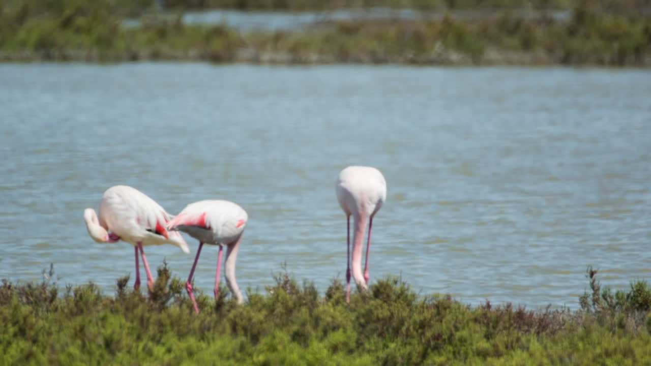 카마그 플라밍고 18