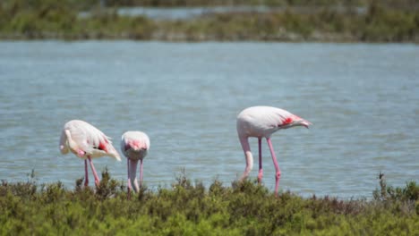 carmargue flamingos 18