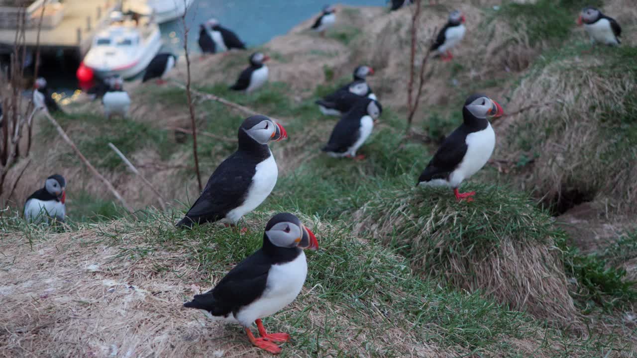Atlantic Puffins in Hafnarh&oacute;lmi Harbor, Borgafjordur Eystri in East Iceland