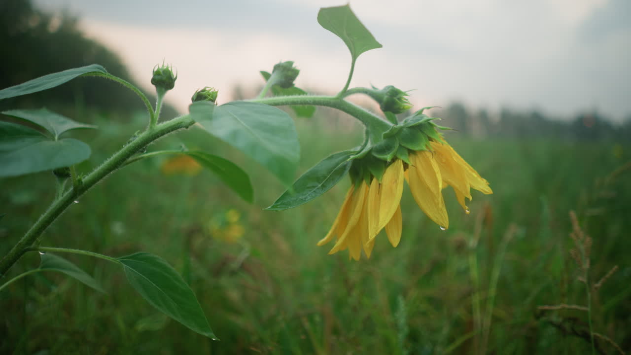 cerca de girasol con pequeñas gotas de agua en los pétalos, rodeado de hojas verdes en un campo brumoso, la escena se extiende hasta el horizonte con árboles y arbustos lejanos bajo un cielo tranquilo y nublado