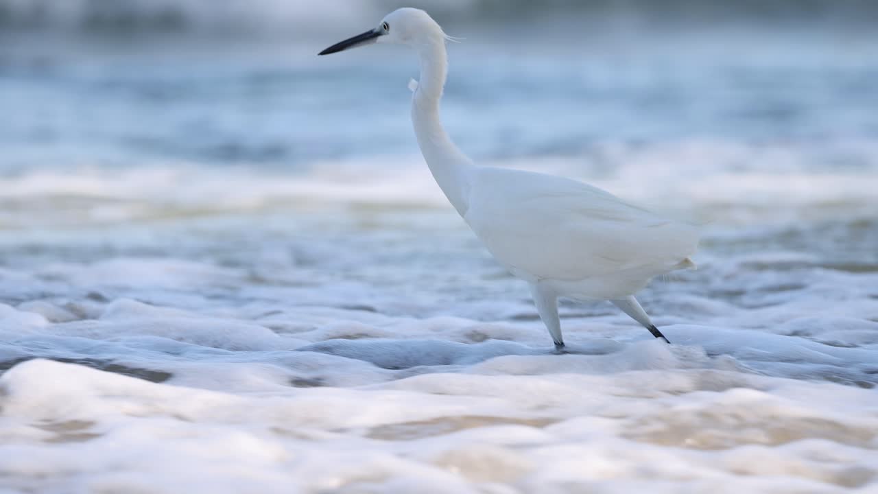 바다 에서 먹이를 찾는  새끼 새끼