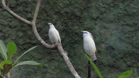 pair of bali mynas chattering or rothschild's mynahs perched on tropical branch tweeting