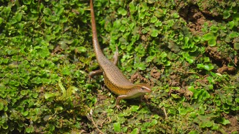 El-Lagarto-De-Jardín-Es-Uno-De-Los-Tipos-Más-Comunes-De-Lagartos-Que-Se-Encuentran-En-Indonesia.