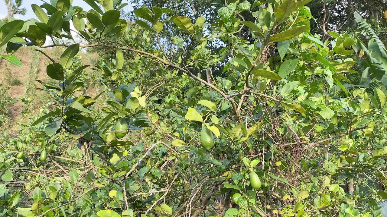 Lemon Trees And Pineapple Garden In Rural Bangladesh - Panning Shot