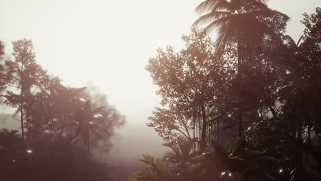 Tropical-Palm-Rainforest-in-Fog