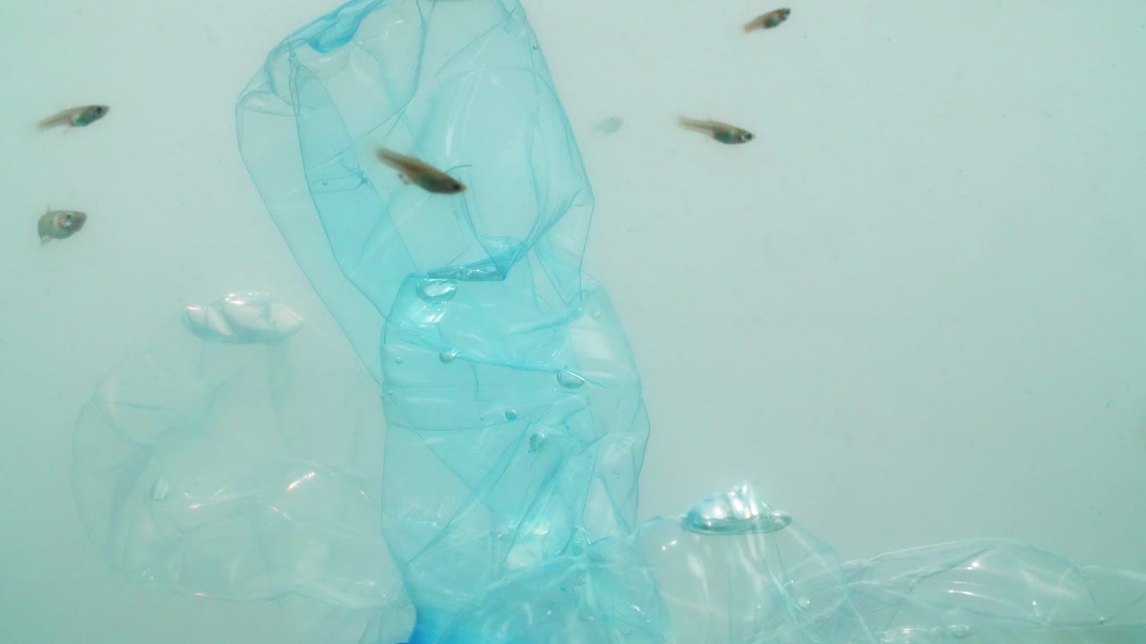 바다의 물고기와 플라스틱 오염 문제에 대한 수중 영상