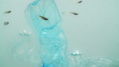 underwater footage of plastic pollution problem with fish in ocean