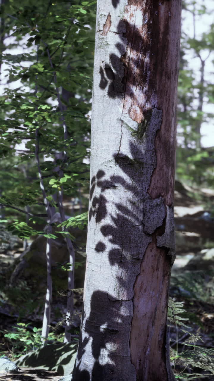 un primer plano de un tronco de árbol en un bosque