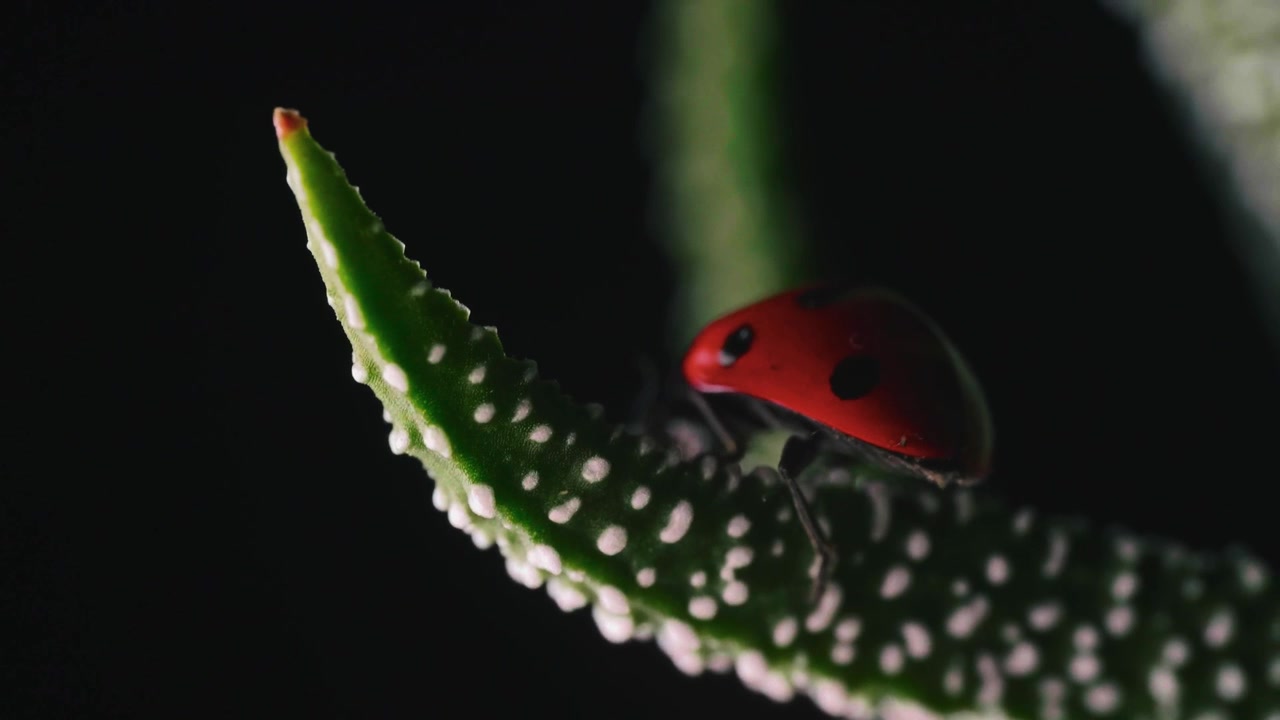 A cinematic telephoto tracking shot capturing a seven-spot ladybug crawling along the intricate texture of a succulent leaf.