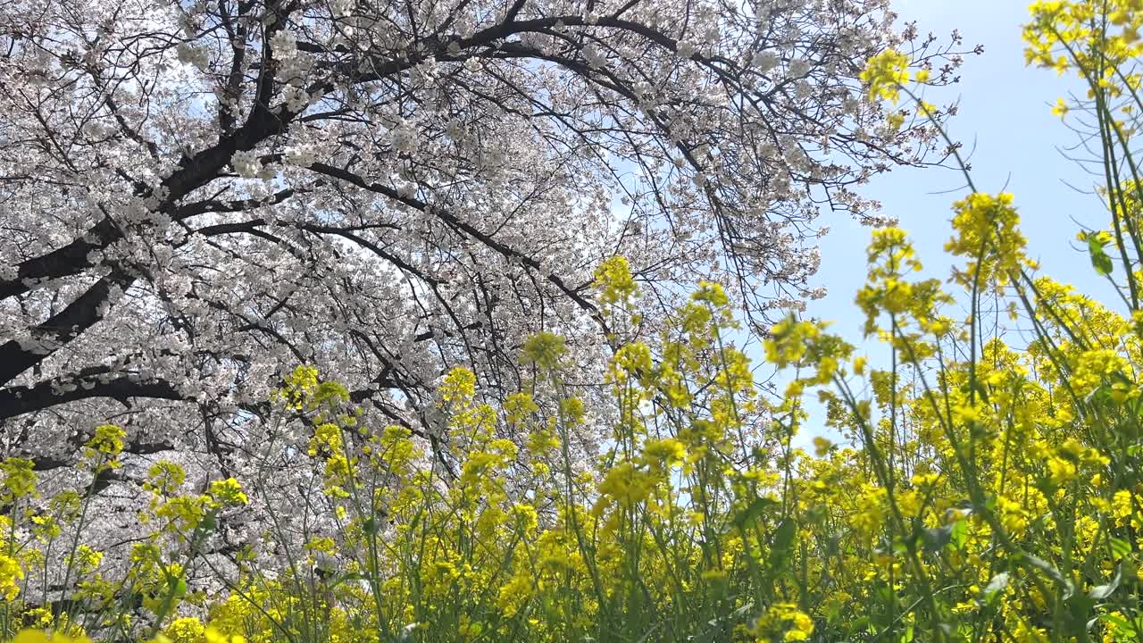 Slow motion cinematic dolly push-in over cherry blossoms and rape flowers