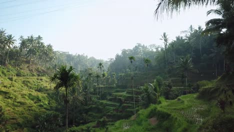 Drone-shot-flying-low-and-through-the-beautiful-Tegalalang-Rice-Terraces-in-Bali,-Indonesia