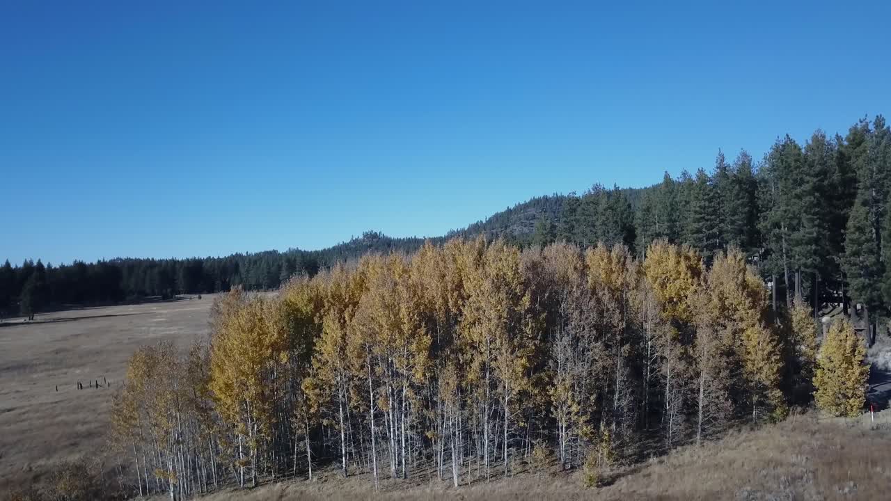 toma de drones de árboles amarillos durante una fría tarde de otoño