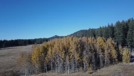 drone shot of yellow trees during a cold autumn afternoon
