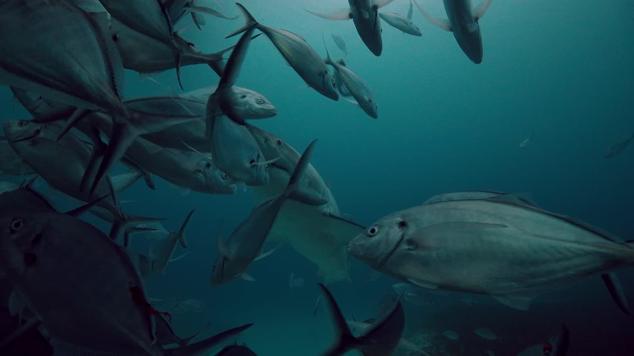 Great White Shark Carcharodon carcharias Neptune Islands South Australia 4k slow motion 50fps