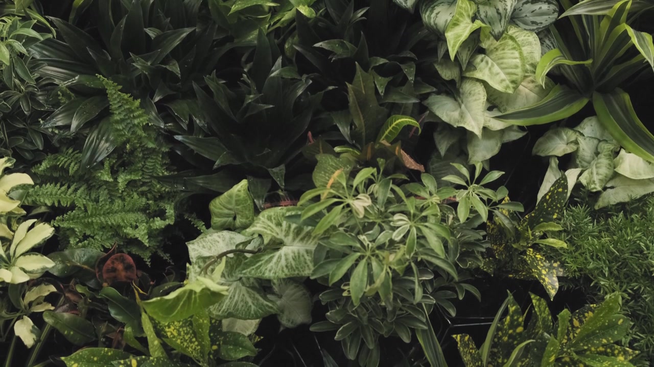 Beautiful tilt up shot of a combination of colorful flowers and green plants