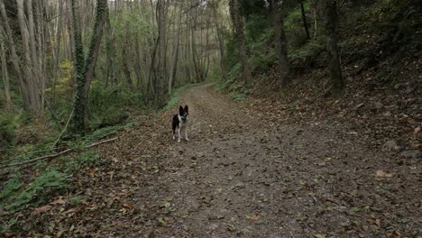 Wunderschöner-Border-Collie,-Der-Im-Herbstwald-Spielt-Und-In-Die-Kamera-Bellt