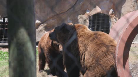 two-brown-grizzly-bears-fighting-in-fenced-enclosure-in-captivity-in-Florida