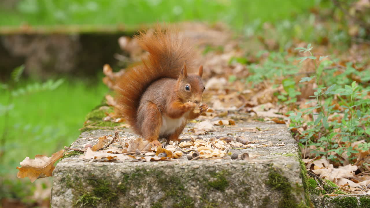 Red squirrel close-up searching and findning nuts on a moss-covered rock in a quiet autumn forest leaves wildlife natural trees environment soft sunlight