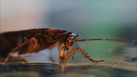 insect documentary, isolated, macro shot, green floor