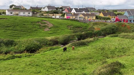 Cows-Grazing-in-European-Village