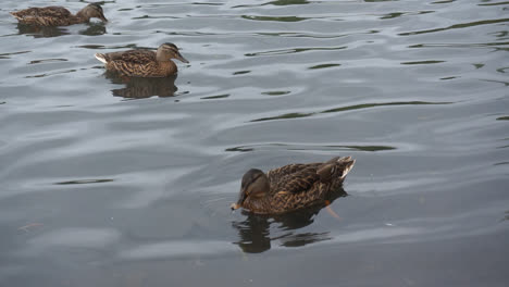 three ducks swimming in pond