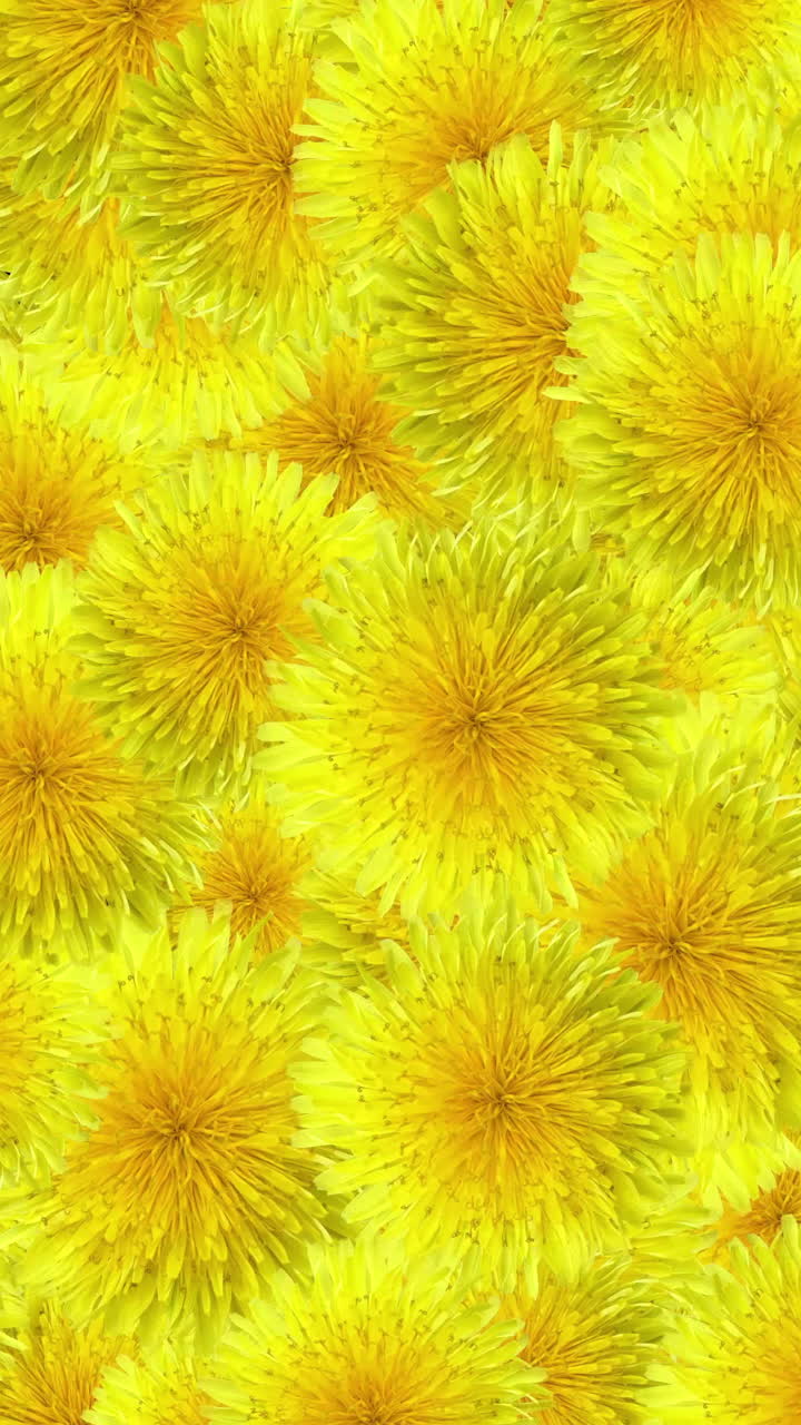 Animerede gule mælkebøtteblomster, der skifter på sort baggrund
