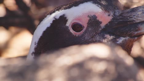 super primer plano de la cabeza de un pingüino, detalles de los ojos y el pico en bahia bustamante