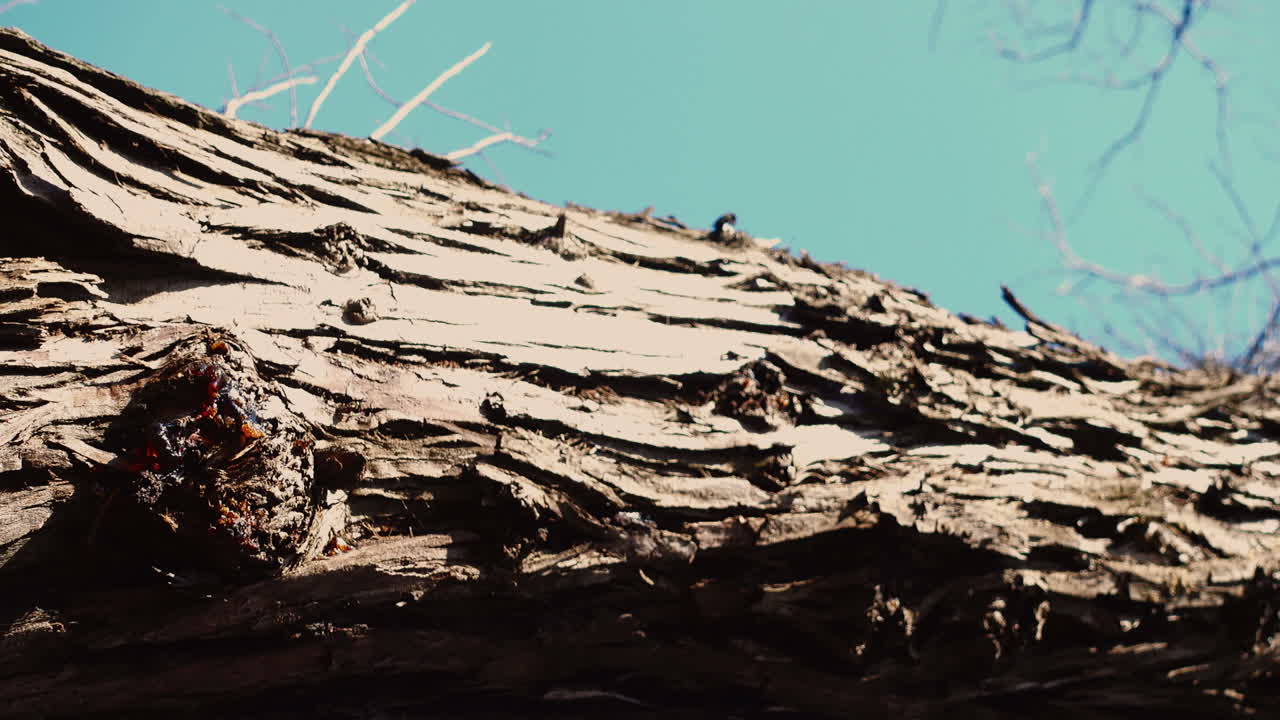 Shooting of a tree trunk, spring. Shooting in the early spring