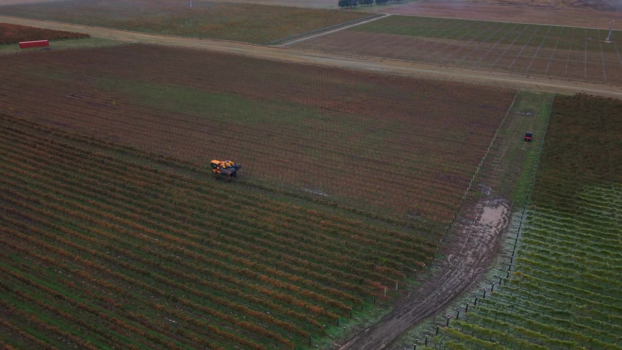 Vista aerea di una vendemmiatrice al lavoro in ampi filari di vigneto vicino a Cromwell, Nuova Zelanda
