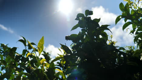 green leaves and sun with beautiful lens flare