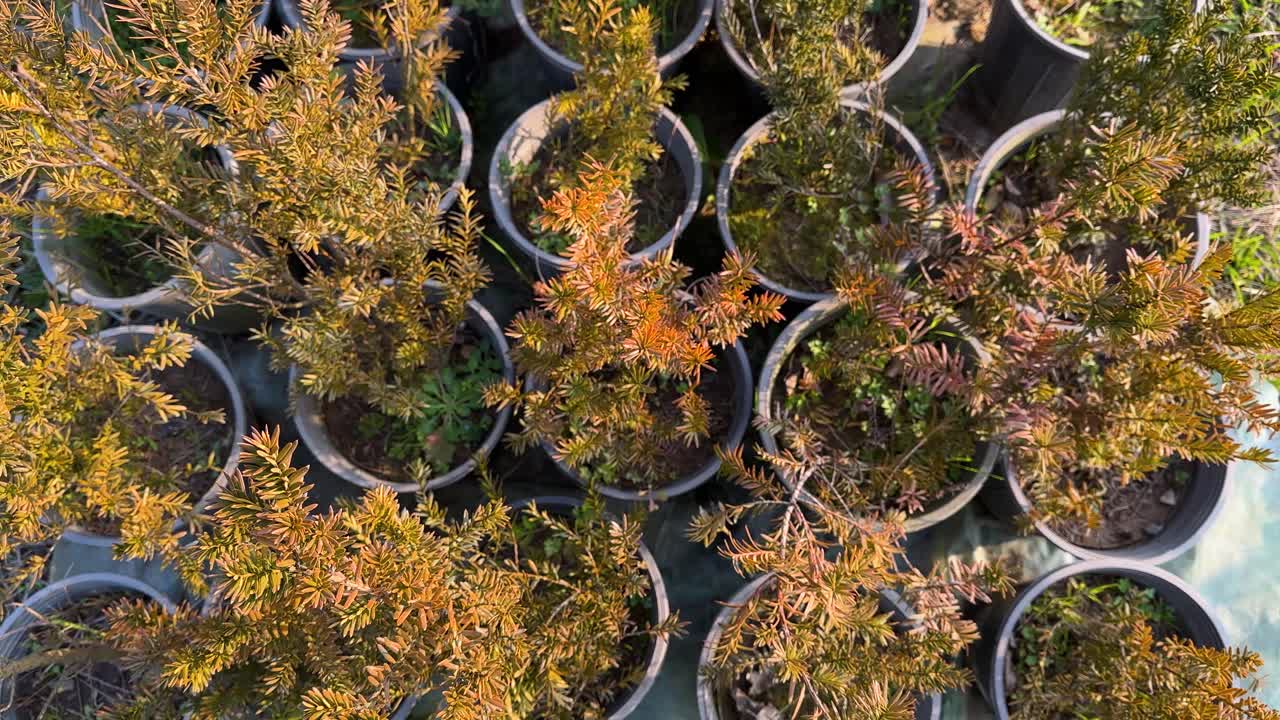 yew taxus tree toxic bark seeds flesh red fruit leaves nursery garden in iran native plant green spring season taxus baccata aril evergreen botanical nature outdoor foliage woodland wild beauty