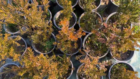 yew taxus tree toxic bark seeds flesh red fruit leaves nursery garden in iran native plant green spring season taxus baccata aril evergreen botanical nature outdoor foliage woodland wild beauty