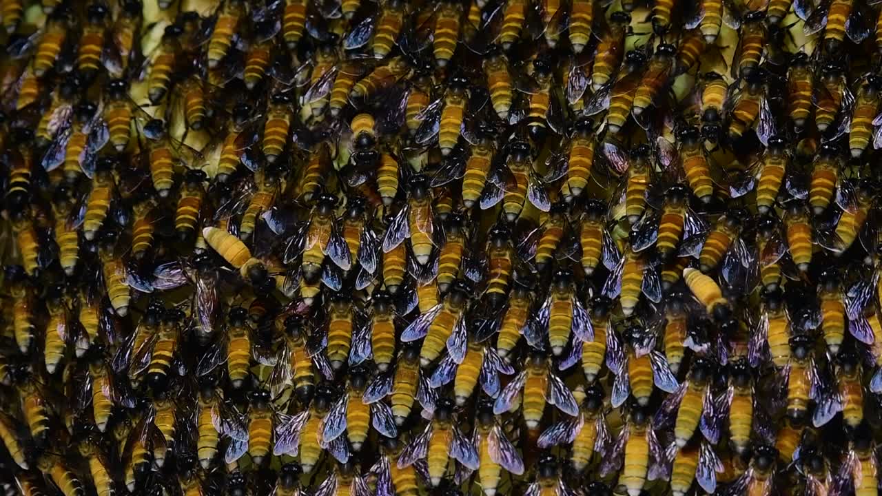 se sabe que las abejas melíferas gigantes construyen grandes colonias de nidos con bolsillos simétricos hechos de cera para almacenar miel como fuente de alimento.