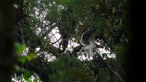 the philippine eagle also known as the monkey-eating eagle is critically endangered and can live for sixty years feeding on monkeys, flying lemurs, and small mammals as an opportunist bird of prey