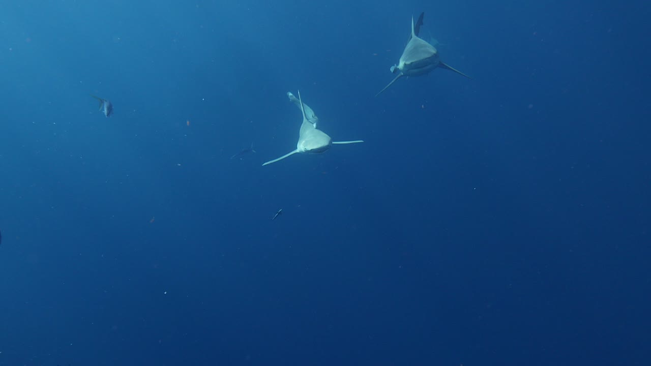 황소와 모래 상어가 나란히 헤엄치고 있는 슬로모