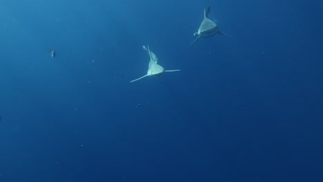 bull and sandbar sharks swimming side by side slomo