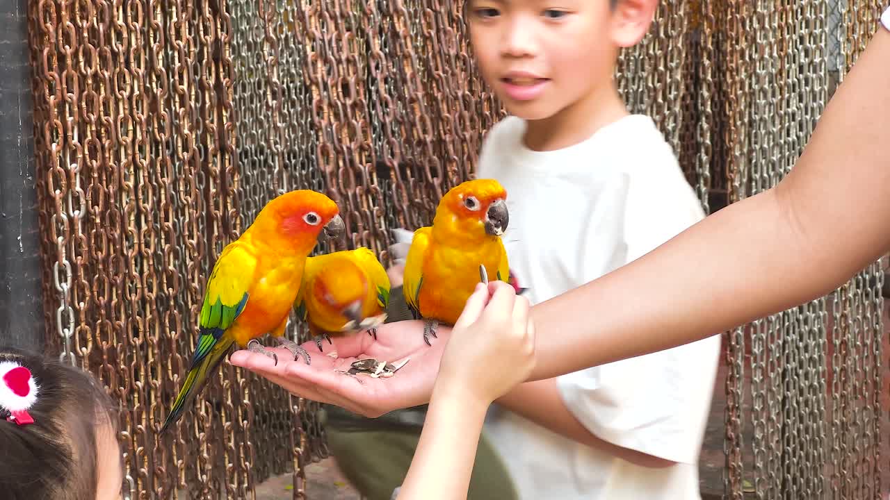 pájaros coloridos interactuando con las manos de los visitantes