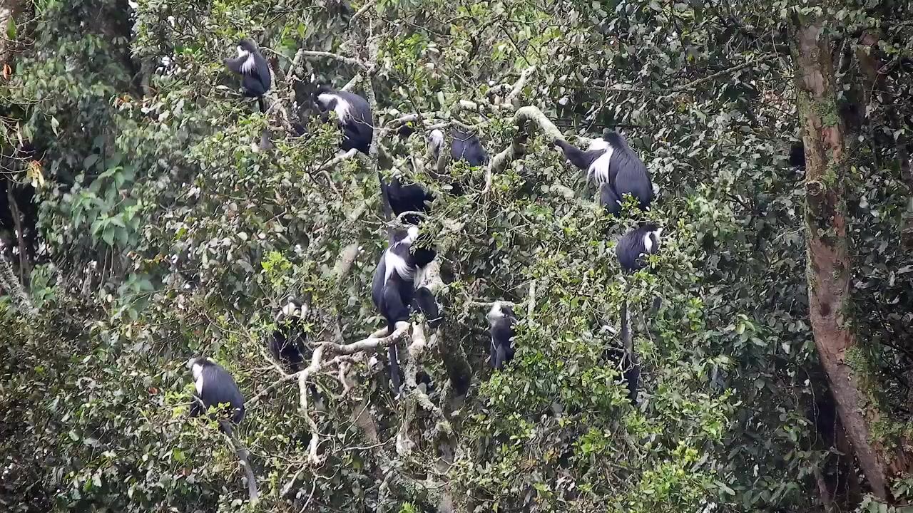 Gruppo di scimmie Colobo a riposo su un albero rigoglioso
