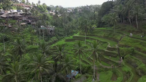 agricultura y turismo: sobrevuelo del valle de la terraza de arroz de keking en el exuberante bali