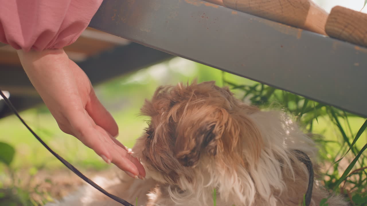 Shy Dog Seeks Friendship, Innocent Pup Approaches Gentle Neighbor, Timid Young Dog Explores Welcoming Hand Nearby, An Apprehensive Young Dog Cautiously Sniffs And Begins To Trust Friendly Neighbor