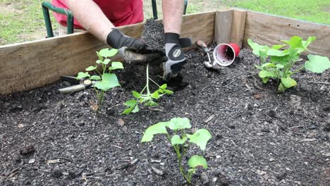 planting vegetables in a raised bed garden