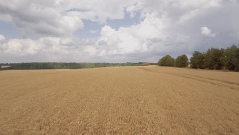 aerial view of a drone closing in on combine harvesters working on a beautiful golden wheat field