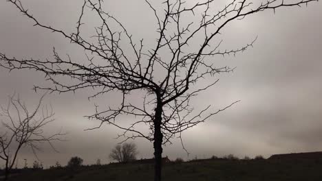 a shot around a leafless tree with spiny branches