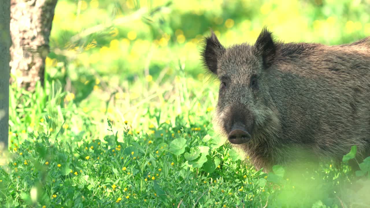 Cinghiale in piedi che guarda un campo verde
