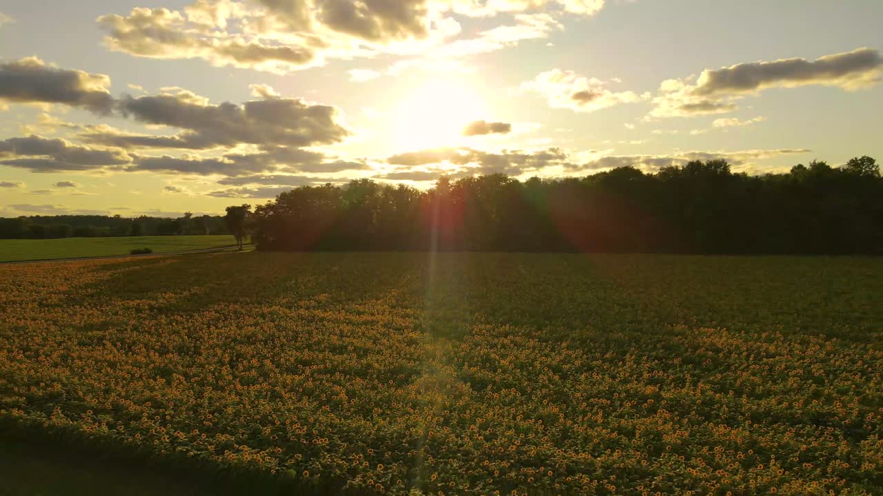 Sunburst morning view of a blooming sunflower field landscape